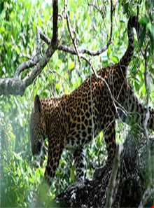 پارک ملی یالا