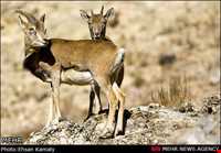 Ghorkhod Protected Area