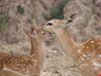 Ghorkhod Protected Area