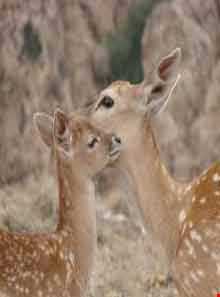 منطقه حفاظت شده قرخود