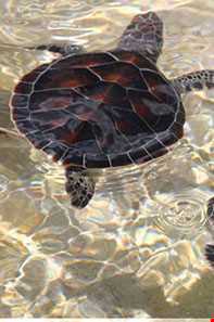 مزرعه‌ی پرورش لاک پشت