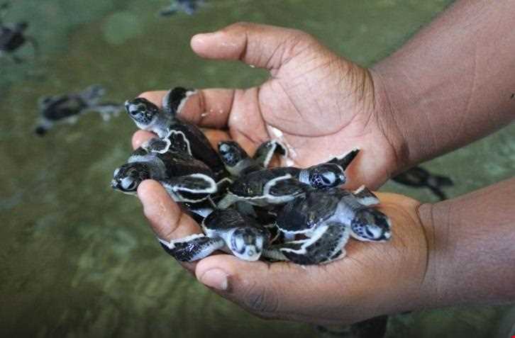 مزرعه‌ی پرورش لاک پشت