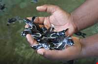 مزرعه‌ی پرورش لاک پشت