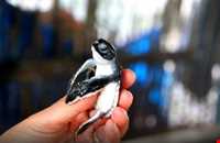 مزرعه‌ی پرورش لاک پشت