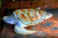 مزرعه‌ی پرورش لاک پشت