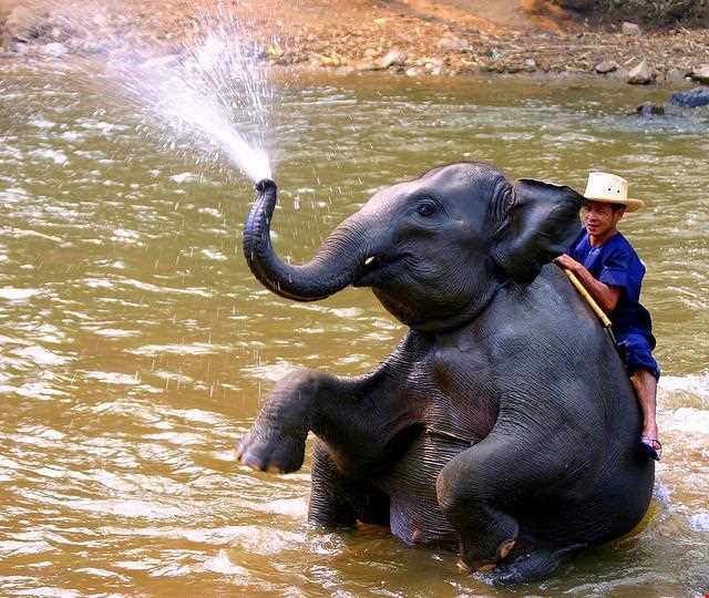 فیل سواری در پوکت