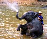 فیل سواری در پوکت