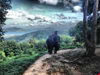 فیل سواری در پوکت