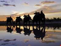 فیل سواری در پوکت