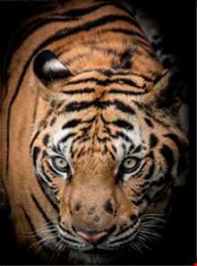 باغ وحش ببرها