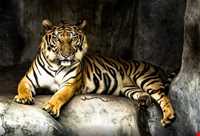 باغ وحش ببرها