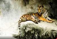 باغ وحش ببرها