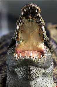 مزرعه تمساح‌ها و باغ وحش