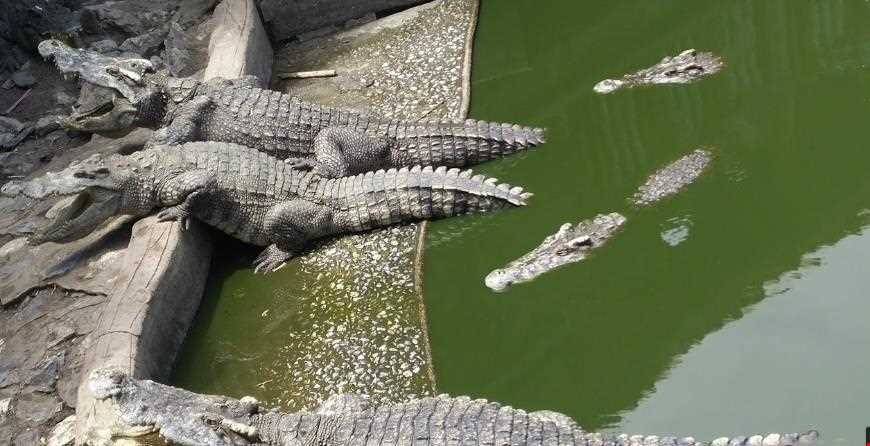 مزرعه تمساح‌ها و باغ وحش