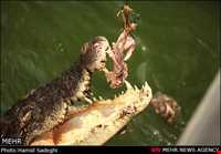 مزرعه تمساح‌ها و باغ وحش