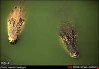 مزرعه تمساح‌ها و باغ وحش