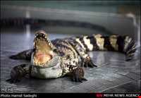 مزرعه تمساح‌ها و باغ وحش