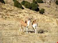 پارک ملی تندوره