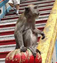 غار میمونها