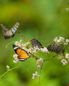 مزرعه پروانه