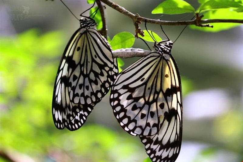 مزرعه پروانه