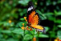 مزرعه پروانه