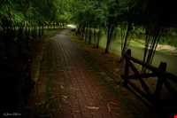 باغ گیاه شناسی پنانگ