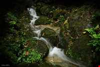 باغ گیاه شناسی پنانگ