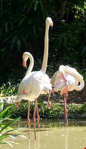 باغ وحش سنگاپور