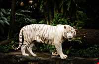 باغ وحش سنگاپور