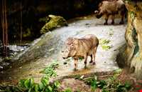 باغ وحش سنگاپور