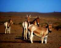 پارک ملی خارتوران ( منطقه حفاظت شده توران )