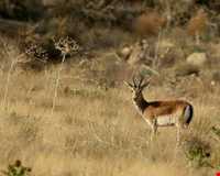پارک ملی خارتوران ( منطقه حفاظت شده توران )