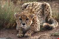 پارک ملی خارتوران ( منطقه حفاظت شده توران )