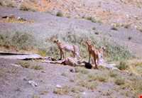 پارک ملی خارتوران ( منطقه حفاظت شده توران )