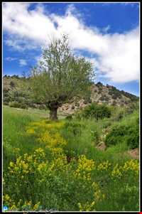 پارک ملی خارتوران ( منطقه حفاظت شده توران )