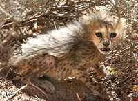 پارک ملی خارتوران ( منطقه حفاظت شده توران )