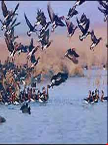 پارک ملی بوجاق