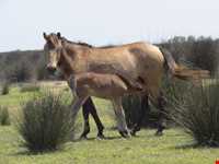 پارک ملی بوجاق