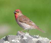 پارک ملی بوجاق