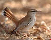 پارک ملی بوجاق