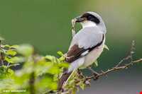 پارک ملی بوجاق