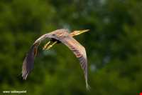 پارک ملی بوجاق