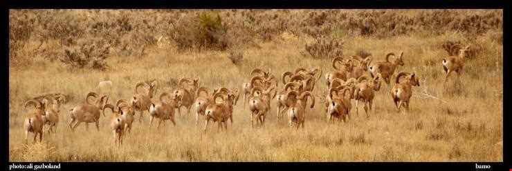 پارک ملی بمو