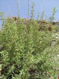 پارک ملی بمو