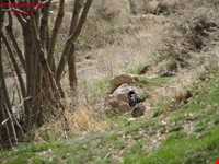 پارک ملی بمو