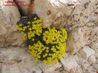 پارک ملی بمو