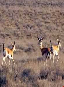 پارک ملی بمو