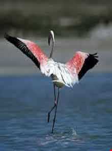 پارک ملی بختگان