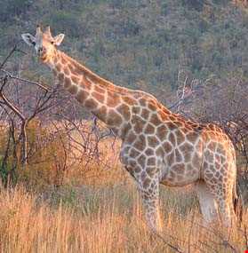 پارک ملی پیلانسبرگاین